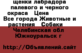 щенки лабрадора палевого и черного окраса › Цена ­ 30 000 - Все города Животные и растения » Собаки   . Челябинская обл.,Южноуральск г.